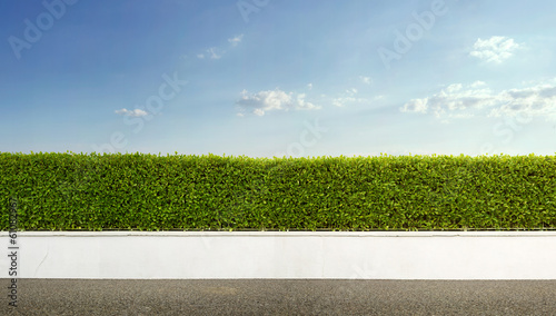 Panoramic view of green hedge fence with blue sky