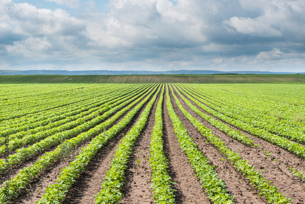 soybean field soybean field