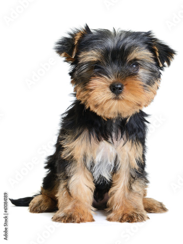yorkshire terrier photo