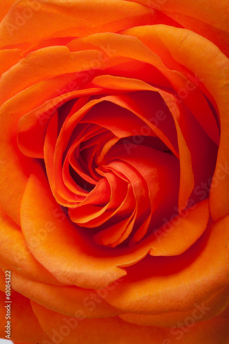 Close up image of single orange rose