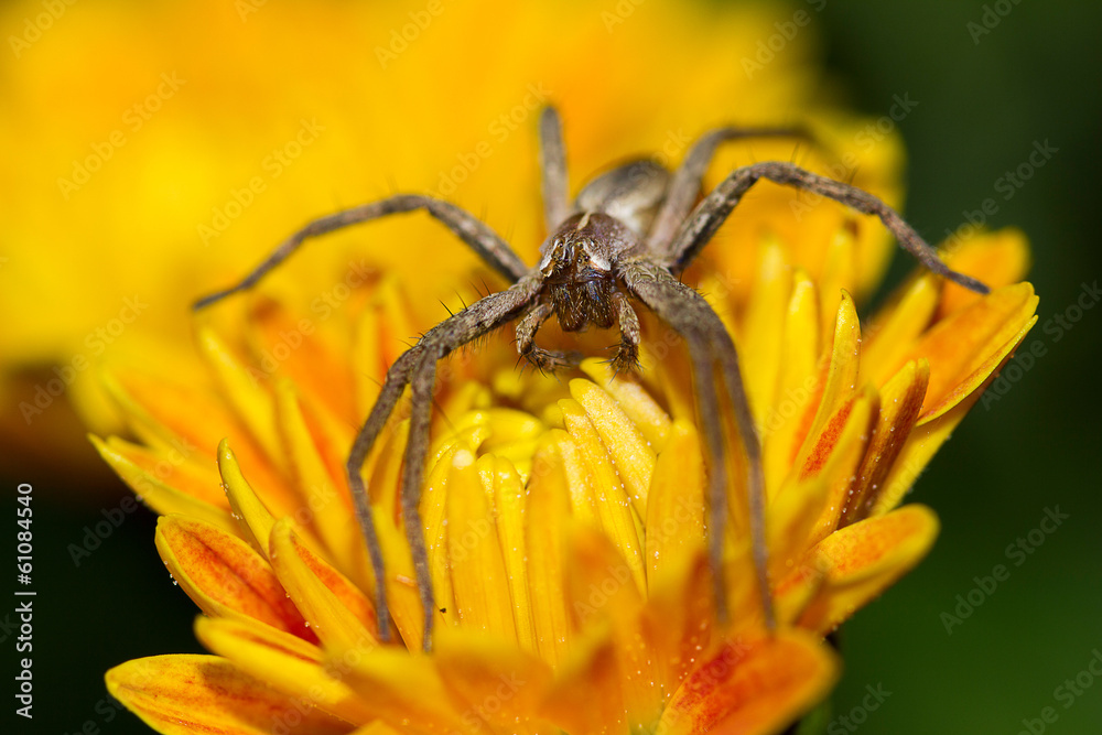 Fototapeta premium Ragno