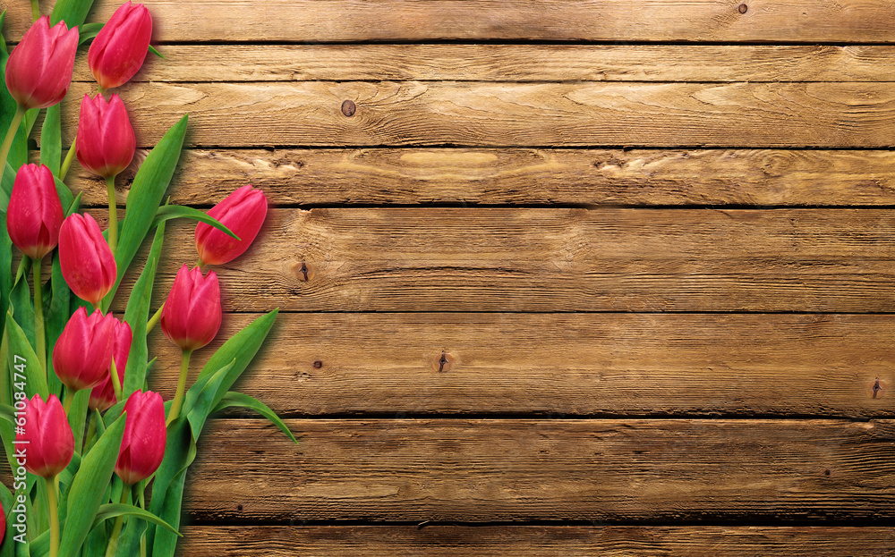Tulipani rossi - obrazy, fototapety, plakaty 