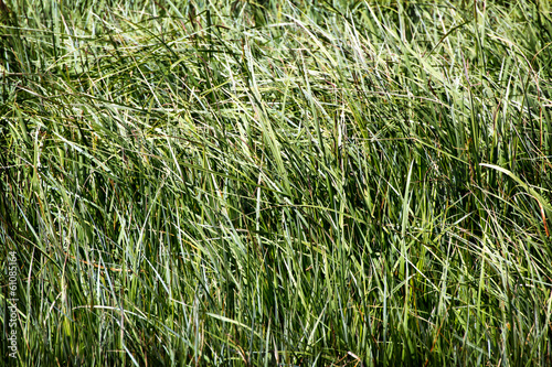 scattered grass background