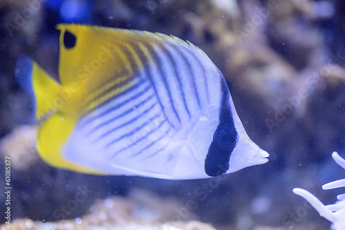 Chaetodon auriga photo