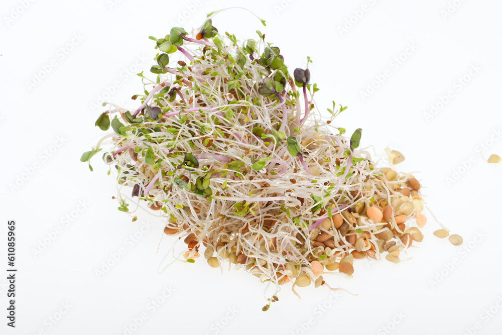 The healthy diet. Fresh sprouts isolated on white background The healthy diet. Fresh sprouts isolated on white background