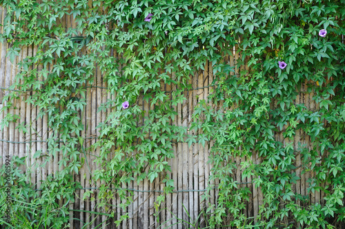 Bamboo fence with many plants.