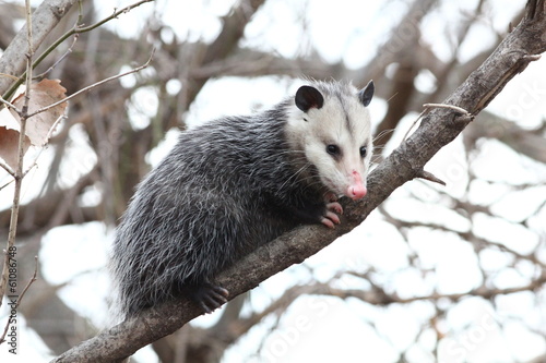 Opossum in a tree