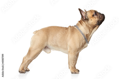 Fototapeta Naklejka Na Ścianę i Meble -  French bulldog standing