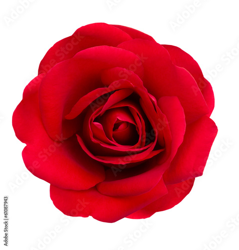 Fototapeta Naklejka Na Ścianę i Meble -  Rote Rose