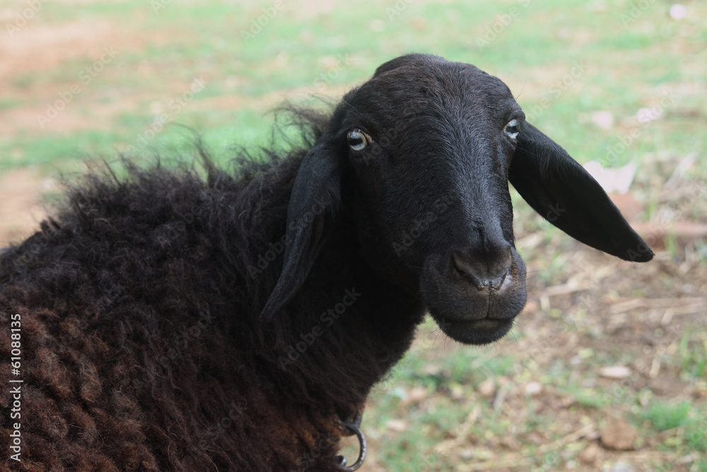 Obraz premium Black Sheep