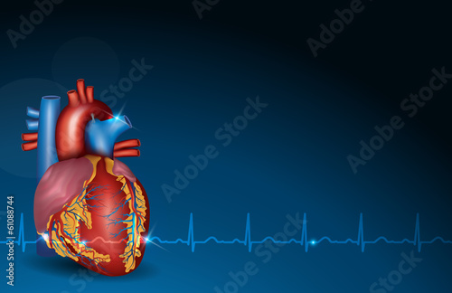 Human heart and blue background