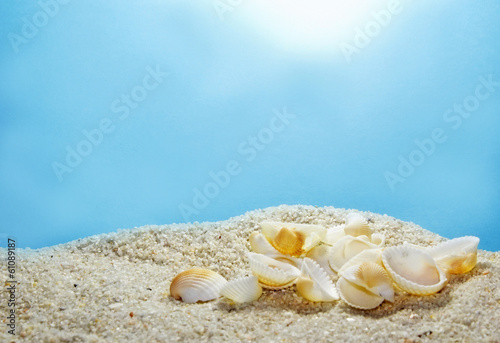 sea shells on summer beach © VectorShots