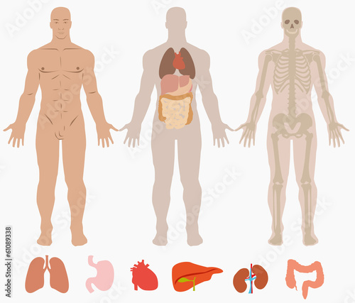 Human anatomy of man background