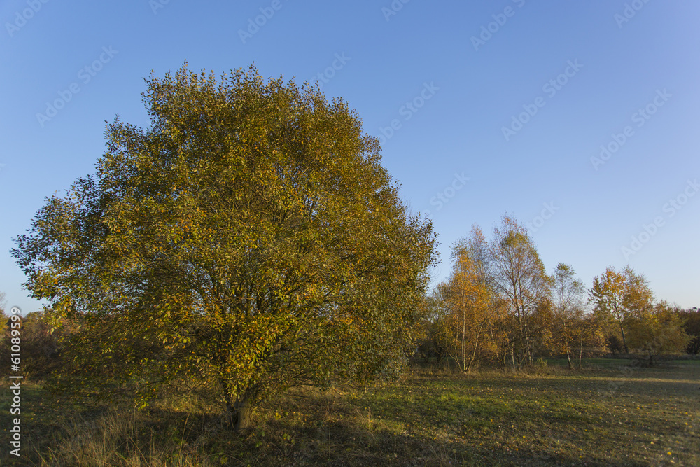Wald Wald