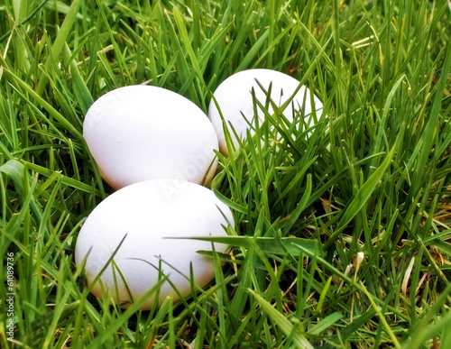 three eggs in grass