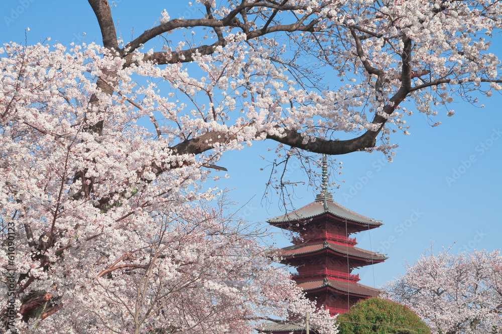 桜の花と五重塔