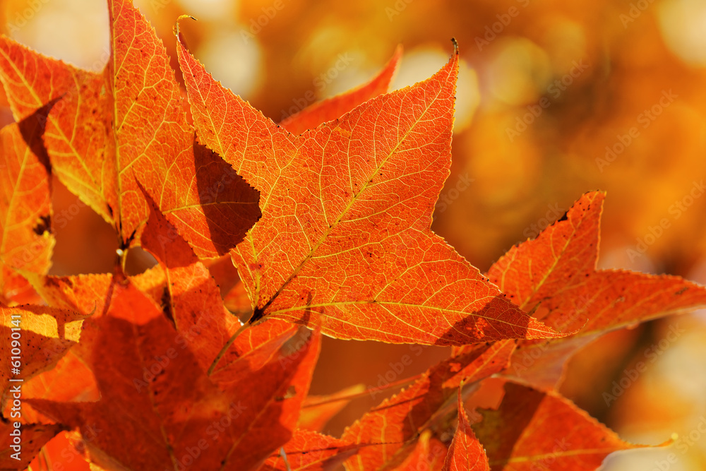 Fototapeta premium red leaves in autumn