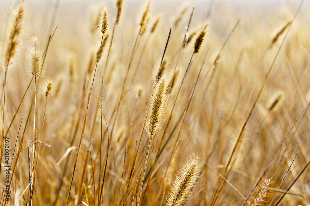 Fototapeta premium Yellow silvergrass