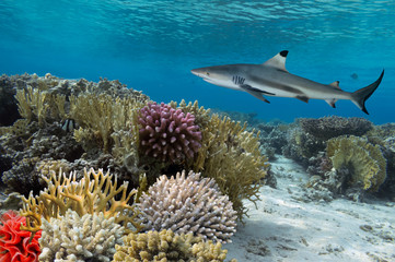 Colorful underwater coral reef with yellow stripped fish and big