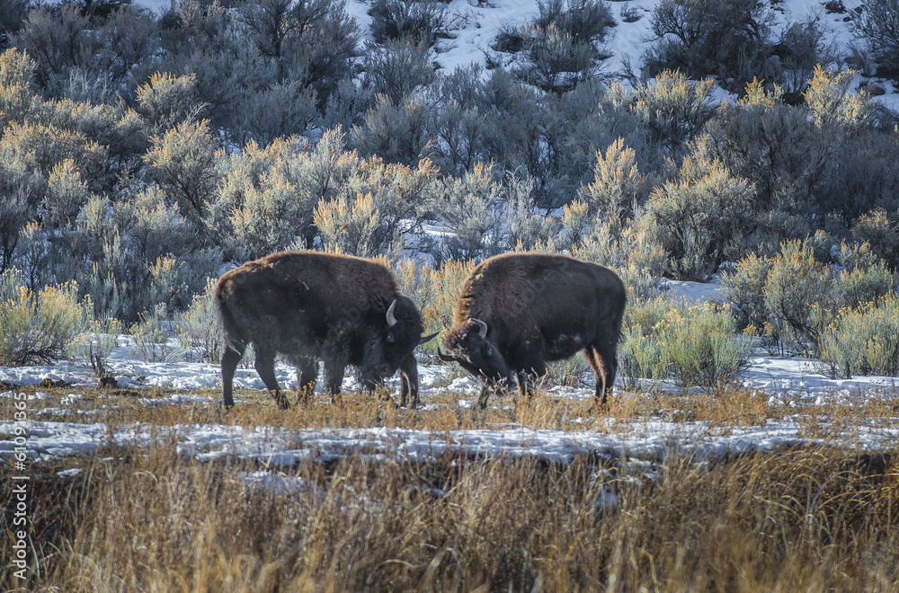 Wild Buffalo in winter - Yellowstone National Park Wild Buffalo in winter - Yellowstone National Park