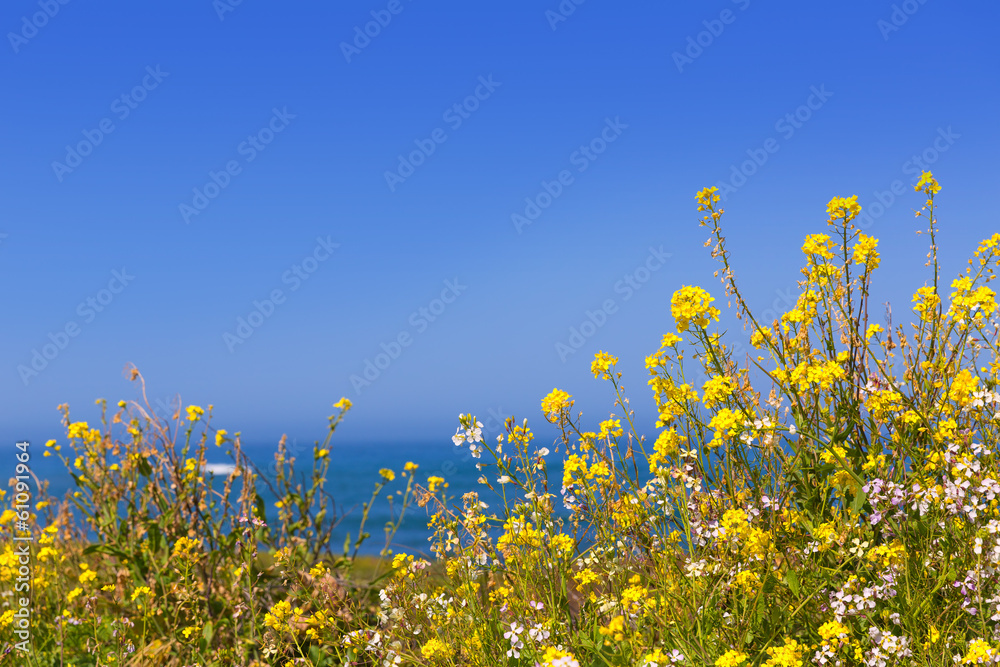 California Pigeon point spring flowers in Cabrillo Hwy coastal h California Pigeon point spring flowers in Cabrillo Hwy coastal h
