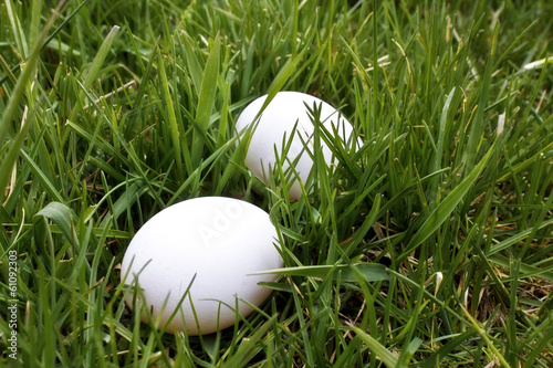 eggs covered in grass