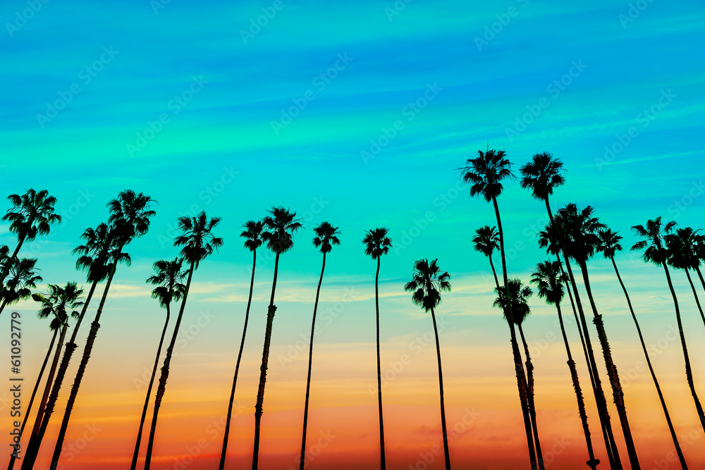 Obraz premium California sunset Palm tree rows in Santa Barbara