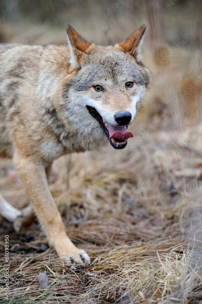 Wolf Wolf