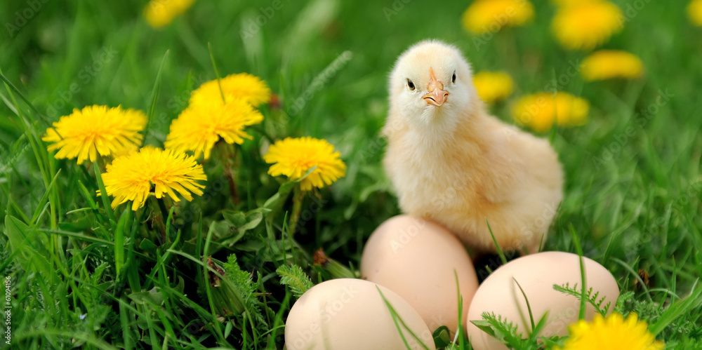Little chicken Little chicken