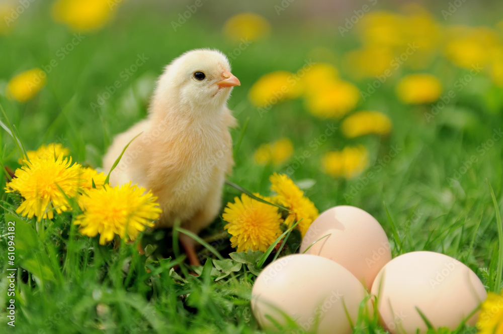 Little chicken Little chicken