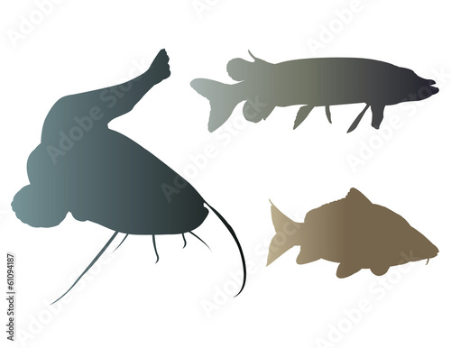 Freshwater fishes
