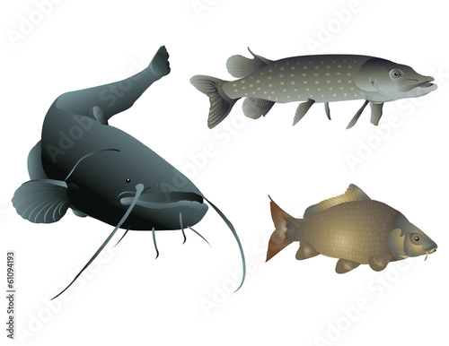 Freshwater fishes