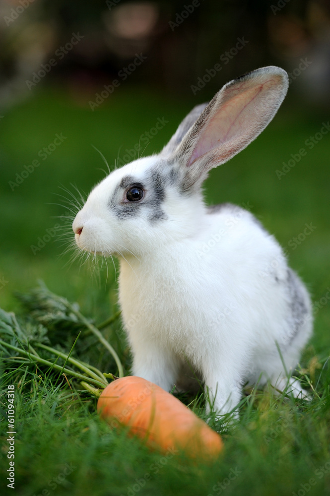 Rabbit Rabbit