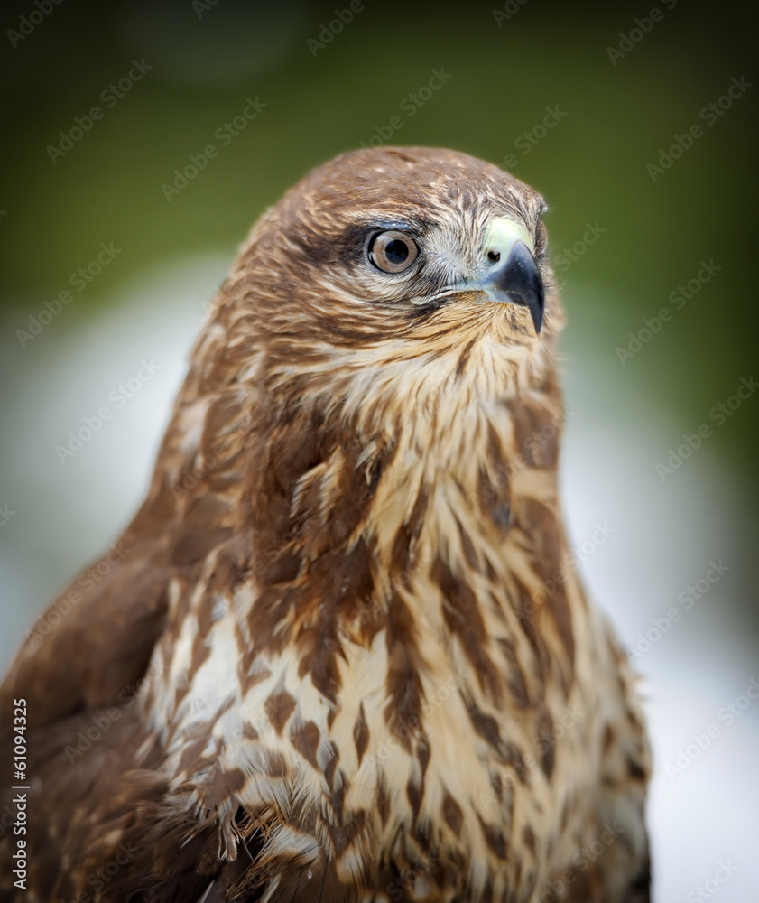 Hawk Hawk