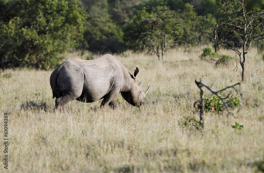 Fototapeta premium A black Rhinocerous in the Savannah grassland, Kenya