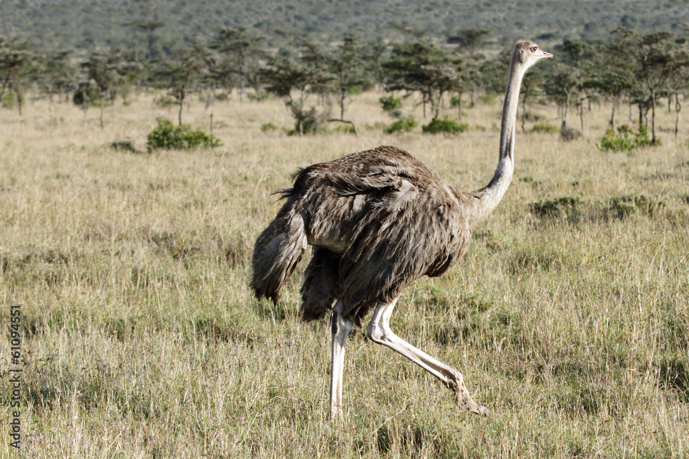 Naklejka premium A beautiful female Ostrich, Ol pejeta conservancy, Kenya