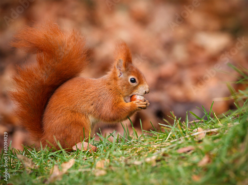 Red squirrel foraging © Natureimmortal