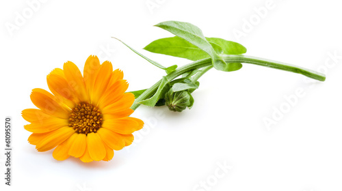 Fototapeta Naklejka Na Ścianę i Meble -  Calendula. Marigold flowers with leaves isolated on white