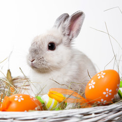 white rabbit in a basket with easter eggs