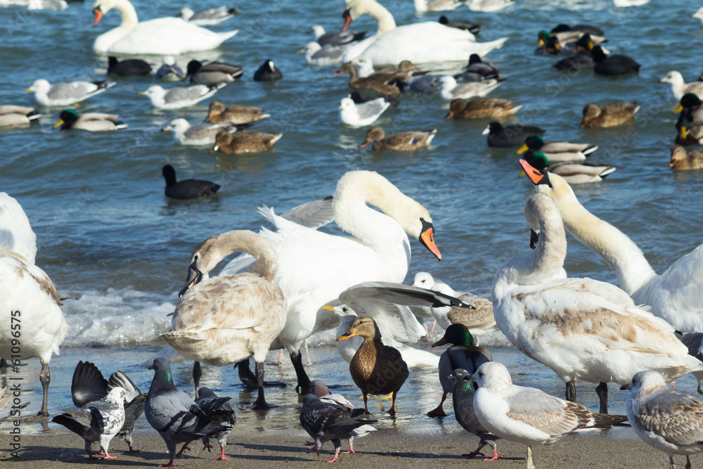 Obraz premium swans,ducks,sea gulls and pigeons on sea shore