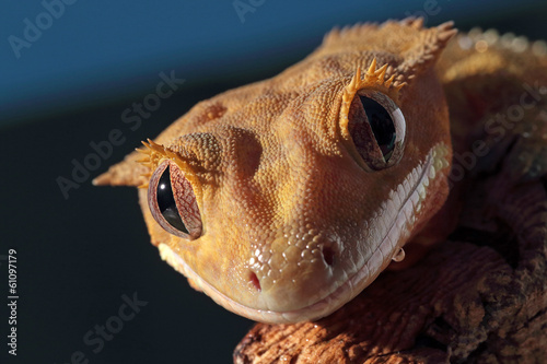 Portrait of a Caledonian crested gecko