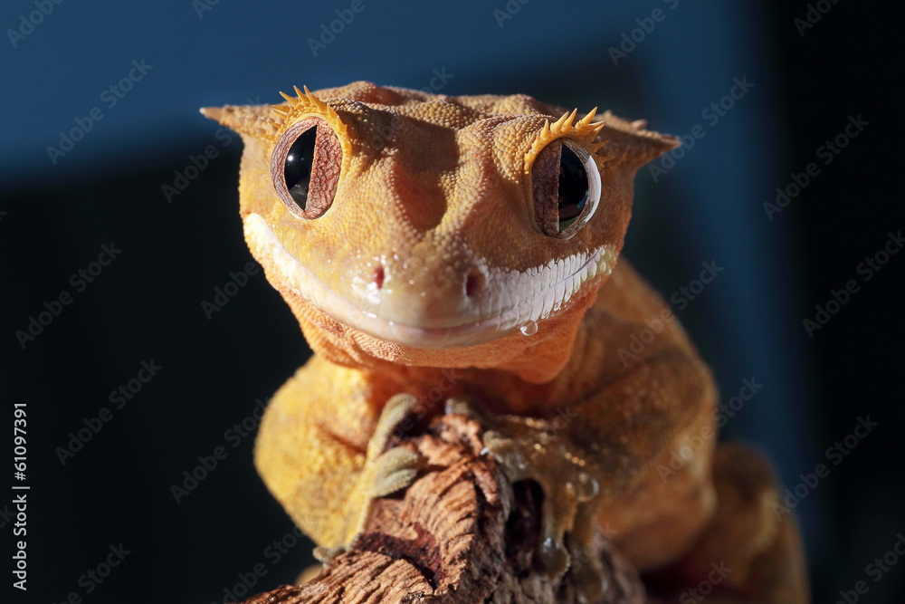 Naklejka premium Portret gekona czubatego kaledońskiego