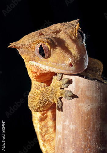 Caledonian crested gecko on a bamboo cane