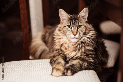 Photography Portrait of a Maine Coon cat