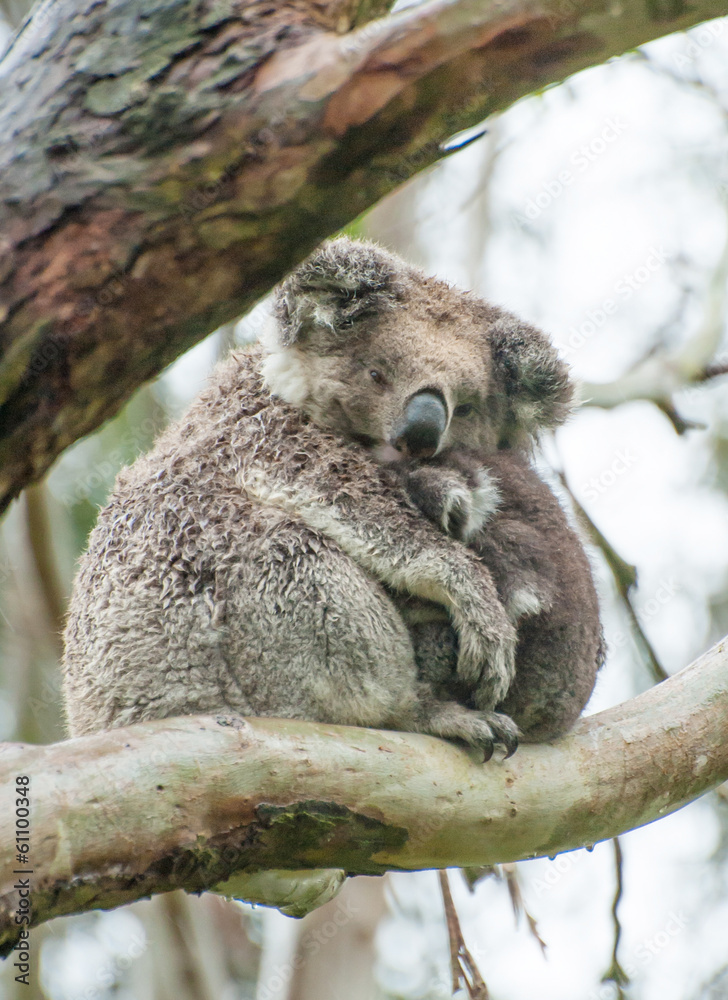Fototapeta premium Koalas