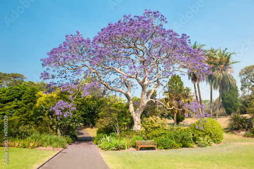 Photography Jacaranda Tree