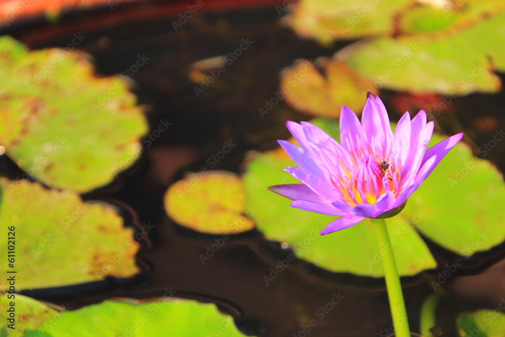 Violet lotus Violet lotus