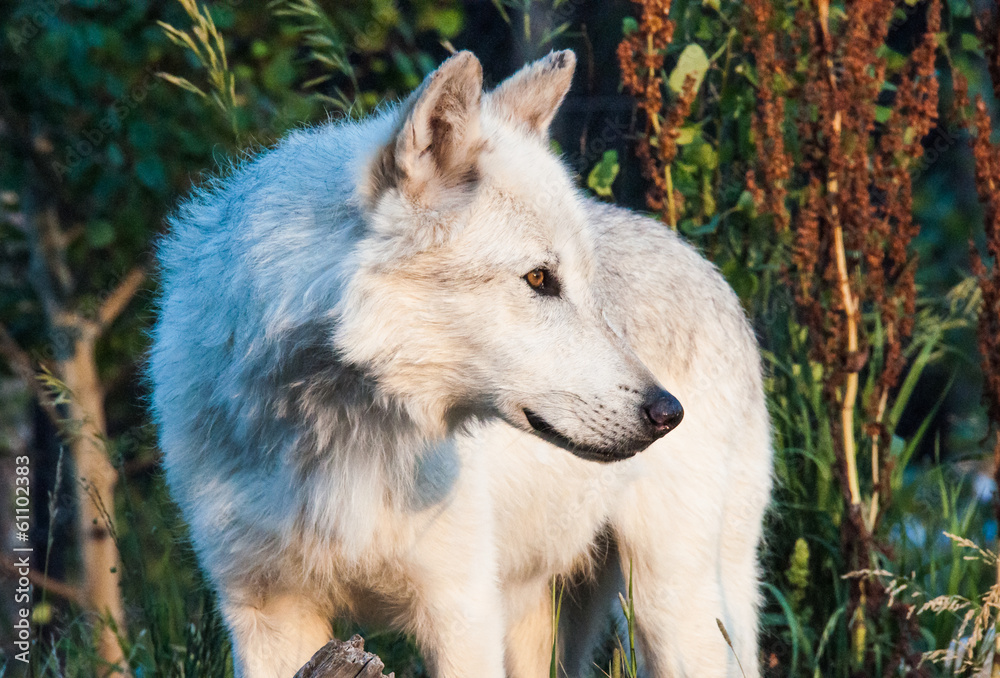 Naklejka premium White wolf