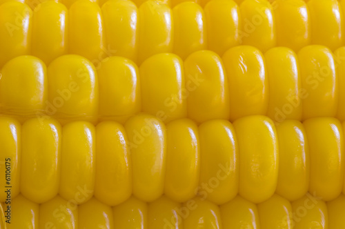 yellow corn ear, close up macro surface top view background