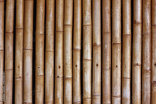 Jointed bamboo